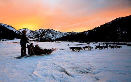 Sled dogs