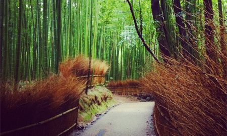 Foresta di Bambu