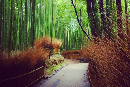 Foresta di Bambu